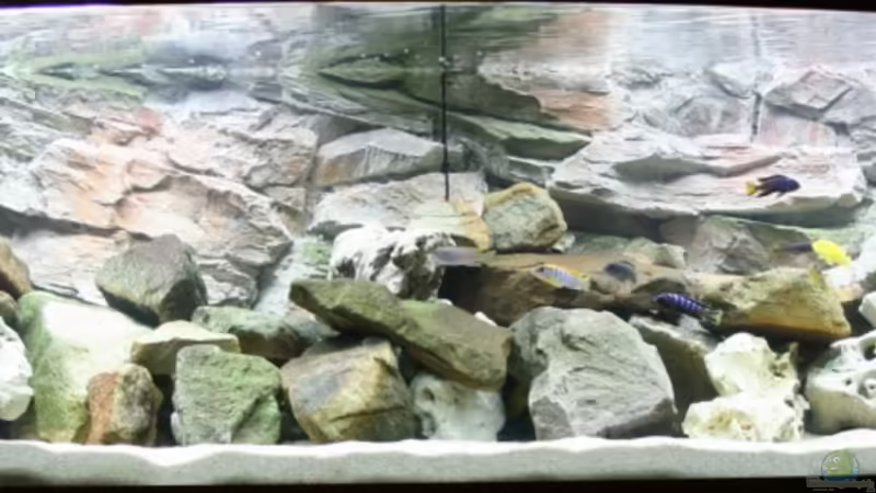 Aquarium Hauptansicht von Becken 11589 Aquarium Hauptansicht von Becken 11589