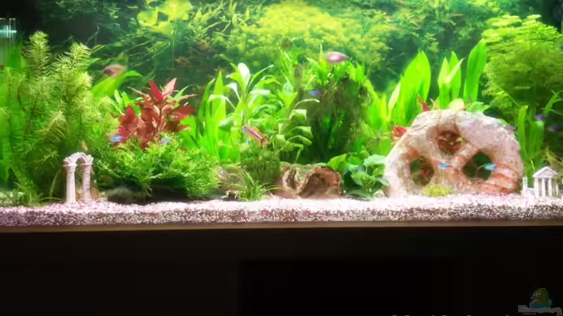 Aquarium Hauptansicht von Becken 11605 Aquarium Hauptansicht von Becken 11605