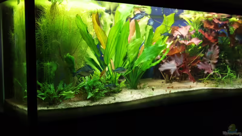 Aquarium Hauptansicht von Becken 11617 Aquarium Hauptansicht von Becken 11617