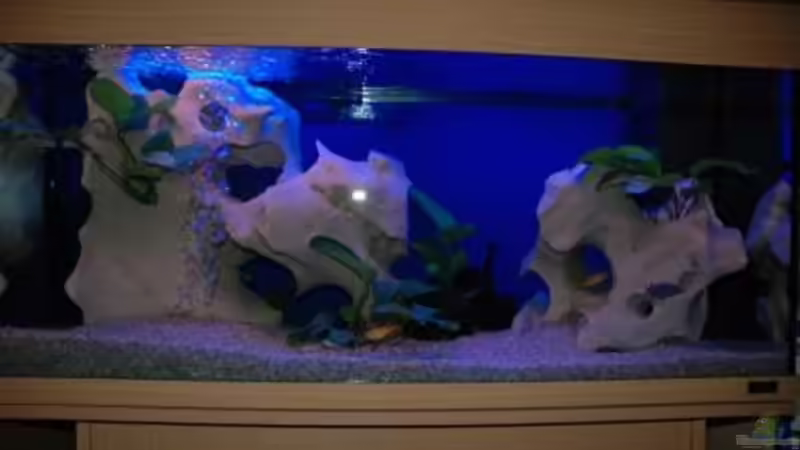 Aquarium Hauptansicht von Becken 1163 Aquarium Hauptansicht von Becken 1163