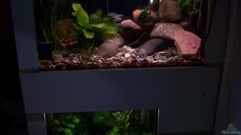 Aquarium Hauptansicht von Becken 11632 Aquarium Hauptansicht von Becken 11632