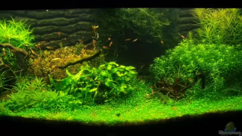 Aquarium Hauptansicht von Becken 11671 Aquarium Hauptansicht von Becken 11671