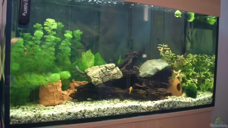 Aquarium Hauptansicht von Becken 11687 Aquarium Hauptansicht von Becken 11687