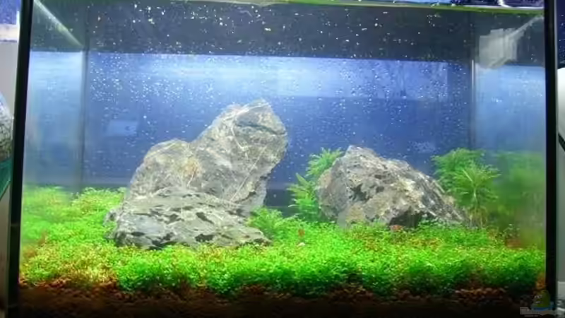 Aquarium Hauptansicht von Becken 11719 Aquarium Hauptansicht von Becken 11719