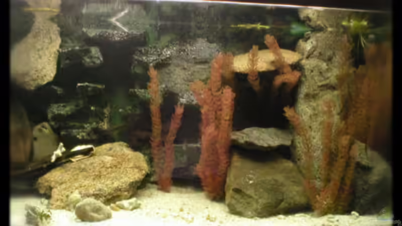 Aquarium Hauptansicht von Becken 118 Aquarium Hauptansicht von Becken 118