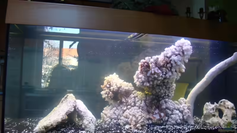 Aquarium Hauptansicht von Becken 11811 Aquarium Hauptansicht von Becken 11811