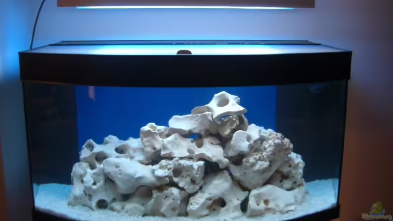 Aquarium Hauptansicht von Becken 11831 Aquarium Hauptansicht von Becken 11831