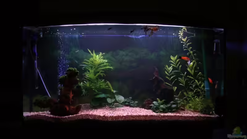 Aquarium Hauptansicht von Becken 11877 Aquarium Hauptansicht von Becken 11877