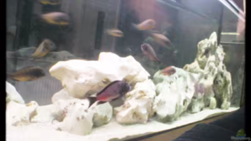 Aquarium Hauptansicht von Becken 119 Aquarium Hauptansicht von Becken 119