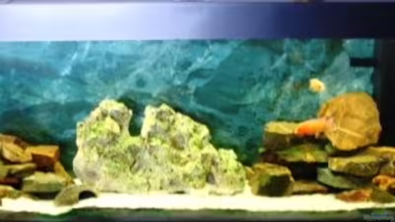 Aquarium Hauptansicht von Becken 11936 Aquarium Hauptansicht von Becken 11936