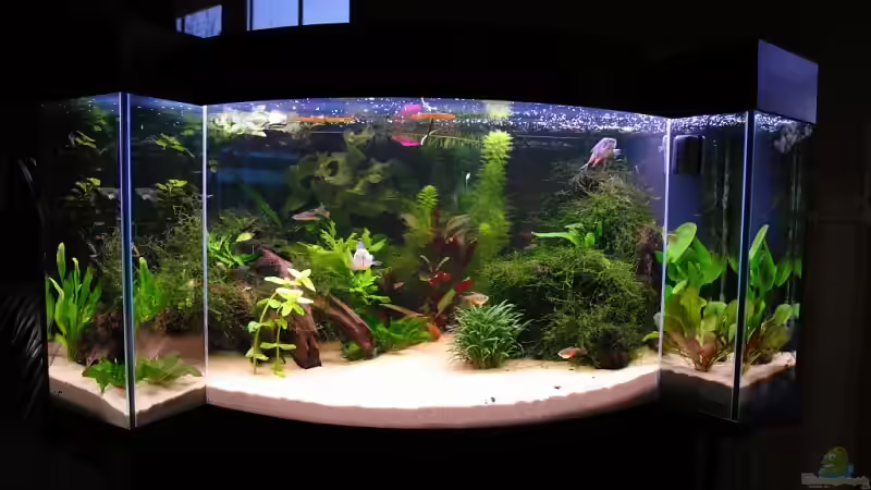 Aquarium Hauptansicht von Becken 11953 Aquarium Hauptansicht von Becken 11953