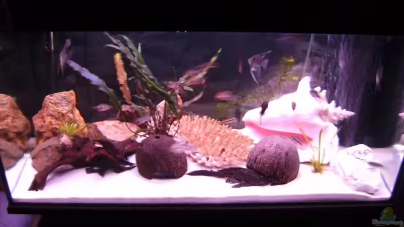 Aquarium Hauptansicht von Becken 11966 Aquarium Hauptansicht von Becken 11966