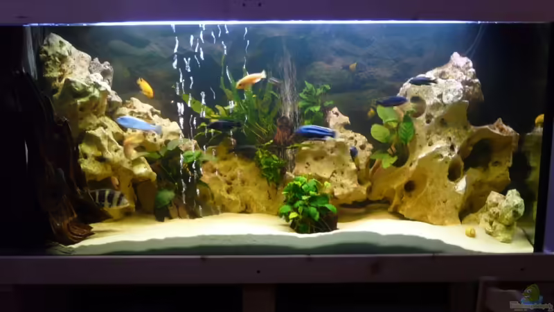 Aquarium Hauptansicht von Becken 11993 Aquarium Hauptansicht von Becken 11993