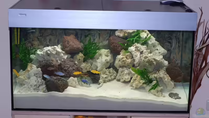 Aquarium Hauptansicht von Becken 11994 Aquarium Hauptansicht von Becken 11994