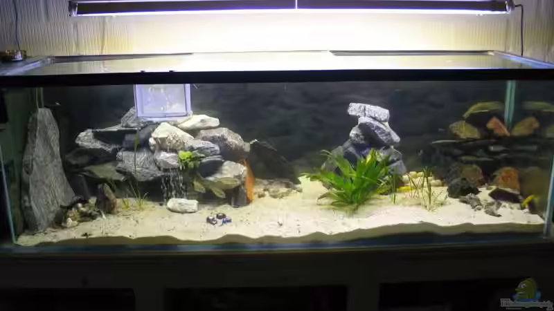 Aquarium Hauptansicht von Becken 1205 Aquarium Hauptansicht von Becken 1205