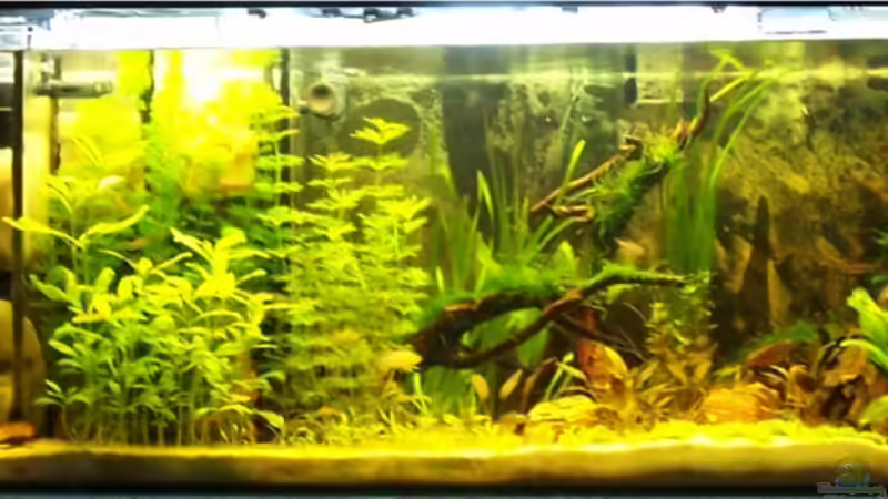 Aquarium Hauptansicht von Becken 12062 Aquarium Hauptansicht von Becken 12062