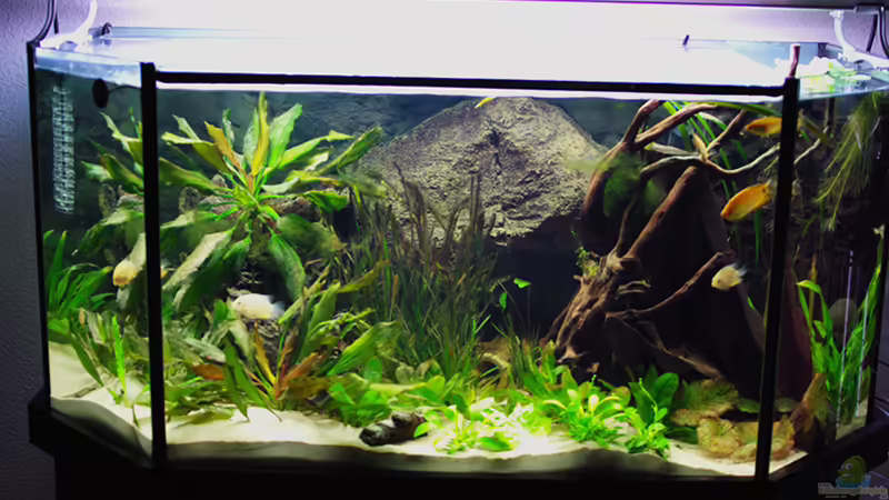 Aquarium Hauptansicht von Becken 12076 Aquarium Hauptansicht von Becken 12076