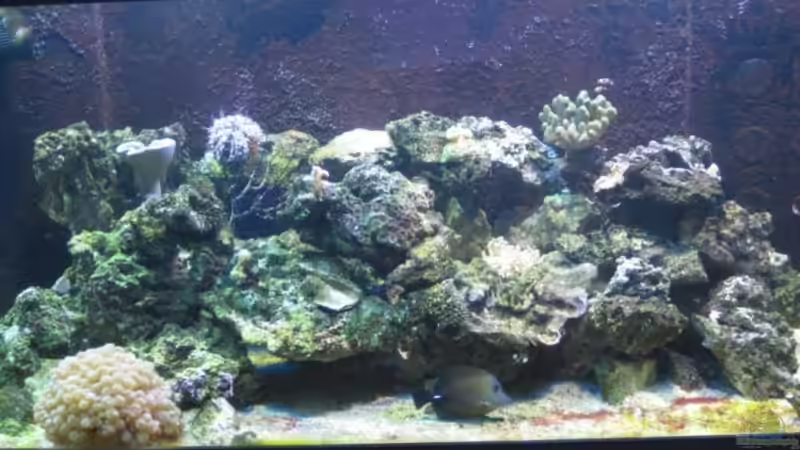 Aquarium Hauptansicht von Becken 12110 Aquarium Hauptansicht von Becken 12110