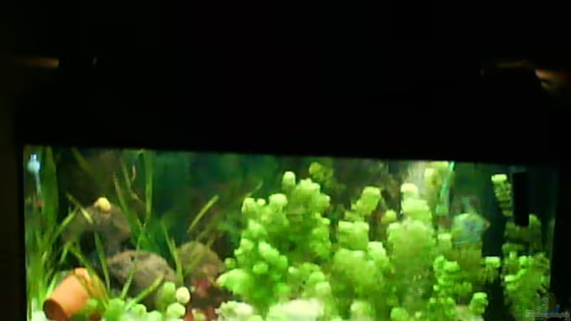 Aquarium Hauptansicht von Becken 12113 Aquarium Hauptansicht von Becken 12113