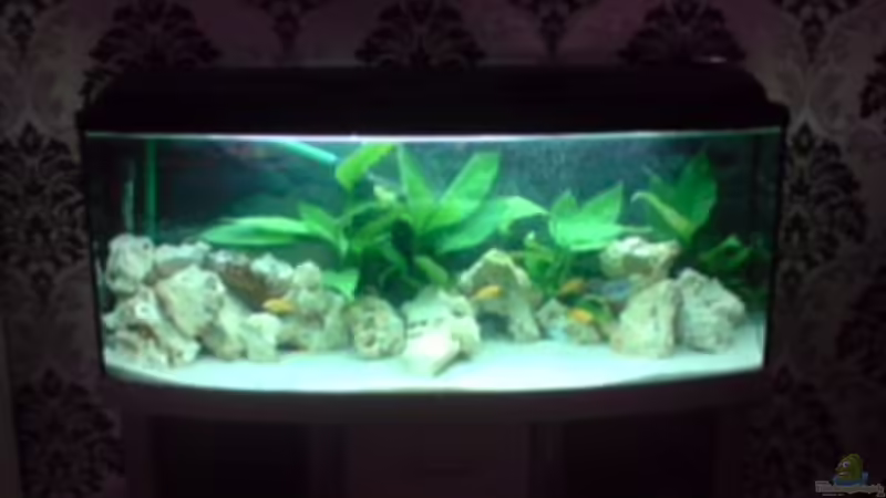 Aquarium Hauptansicht von Becken 12118 Aquarium Hauptansicht von Becken 12118