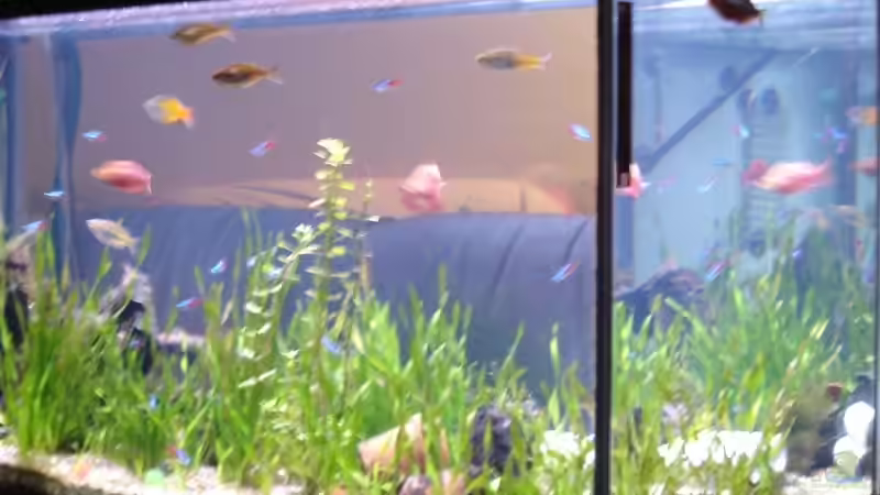 Aquarium Hauptansicht von Becken 12120 Aquarium Hauptansicht von Becken 12120