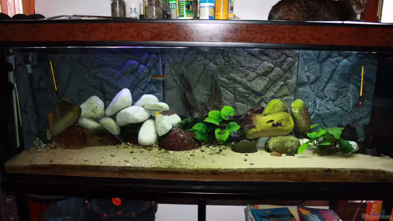 Aquarium Hauptansicht von Becken 12188 Aquarium Hauptansicht von Becken 12188