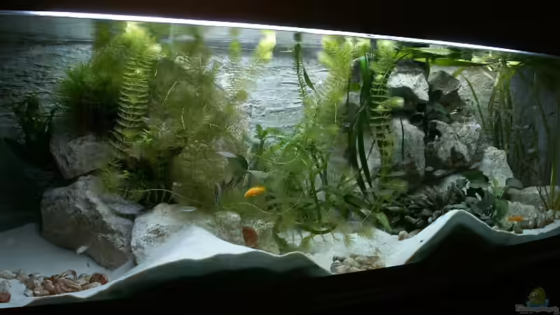 Aquarium Hauptansicht von Becken 1219 Aquarium Hauptansicht von Becken 1219