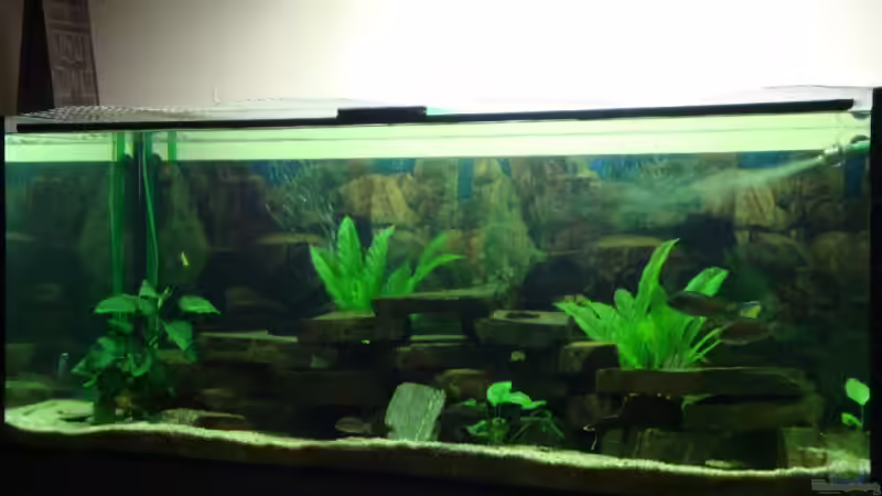 Aquarium Hauptansicht von Becken 12205 Aquarium Hauptansicht von Becken 12205