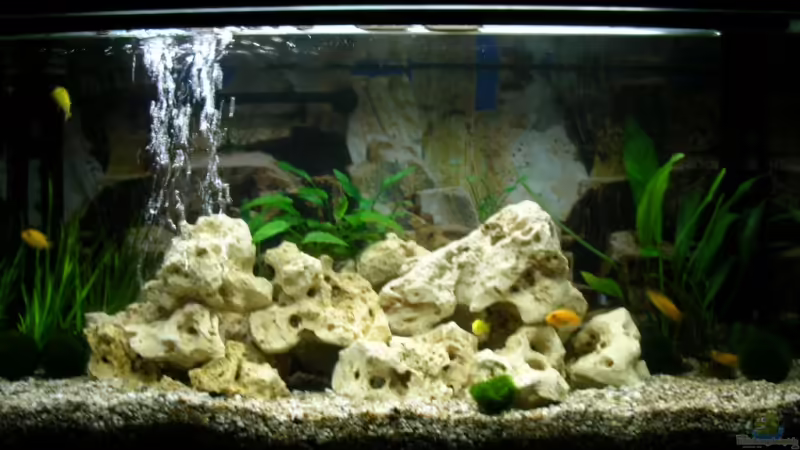 Aquarium Hauptansicht von Becken 12208 Aquarium Hauptansicht von Becken 12208