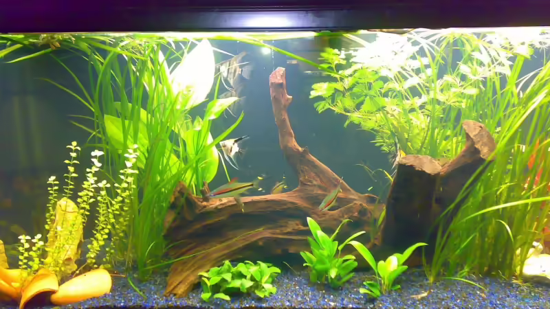 Aquarium Hauptansicht von Becken 12225 Aquarium Hauptansicht von Becken 12225