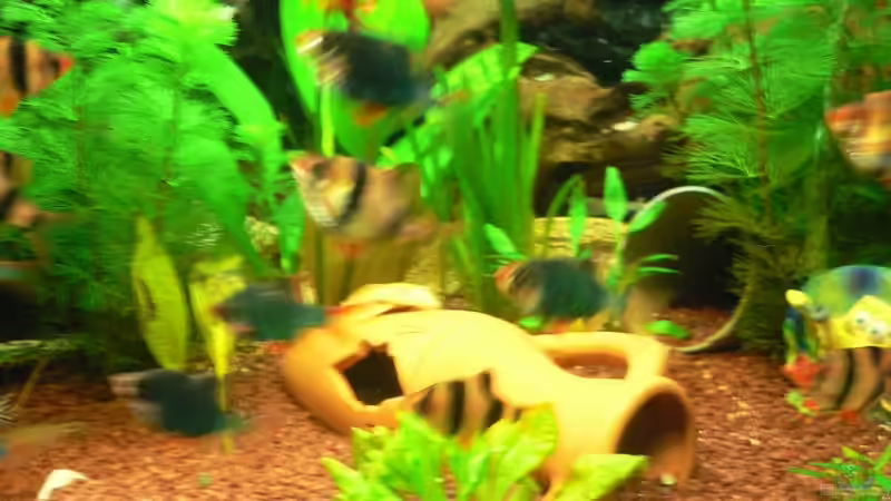 Aquarium Hauptansicht von Becken 12289 Aquarium Hauptansicht von Becken 12289