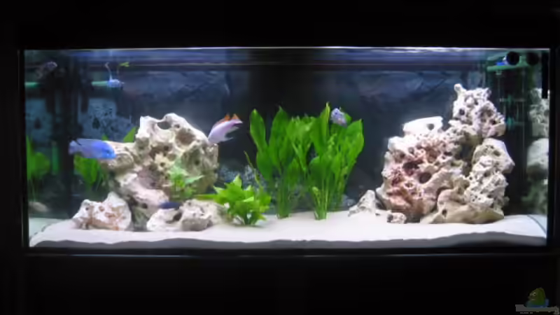 Aquarium Hauptansicht von Becken 1231 Aquarium Hauptansicht von Becken 1231