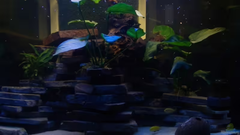 Aquarium Hauptansicht von Becken 12344 Aquarium Hauptansicht von Becken 12344