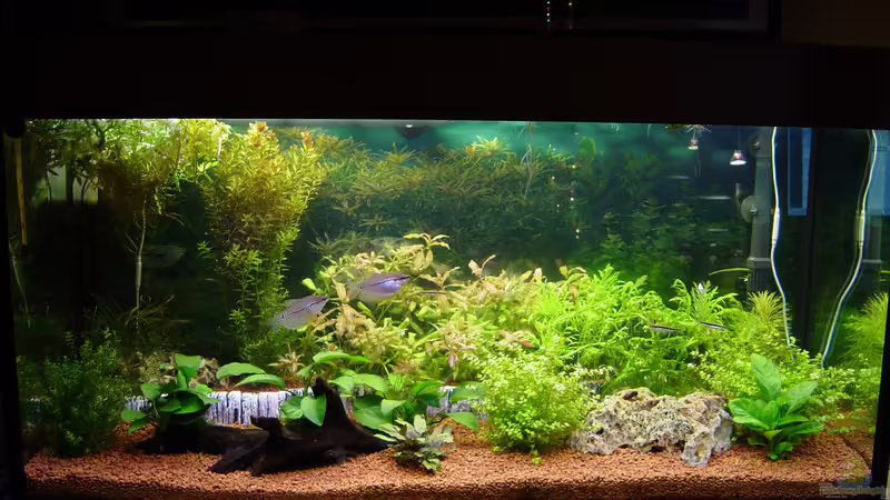 Aquarium Hauptansicht von Becken 1235 Aquarium Hauptansicht von Becken 1235