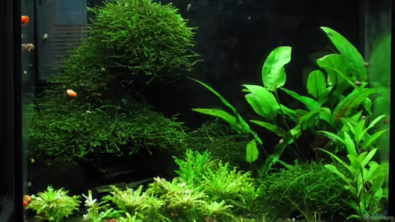 Aquarium Hauptansicht von Becken 12359 Aquarium Hauptansicht von Becken 12359