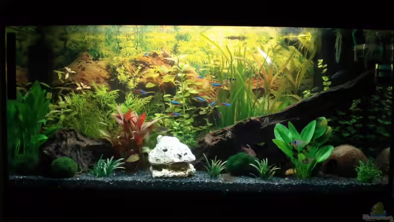 Aquarium Hauptansicht von Becken 12414 Aquarium Hauptansicht von Becken 12414