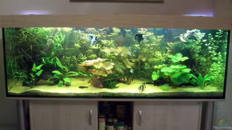 Aquarium Hauptansicht von Becken 12421 Aquarium Hauptansicht von Becken 12421