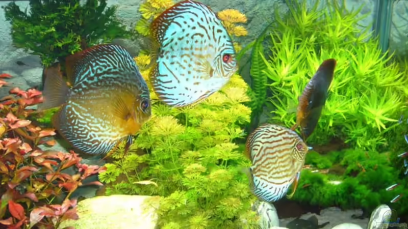 Aquarium Hauptansicht von Becken 12427 Aquarium Hauptansicht von Becken 12427