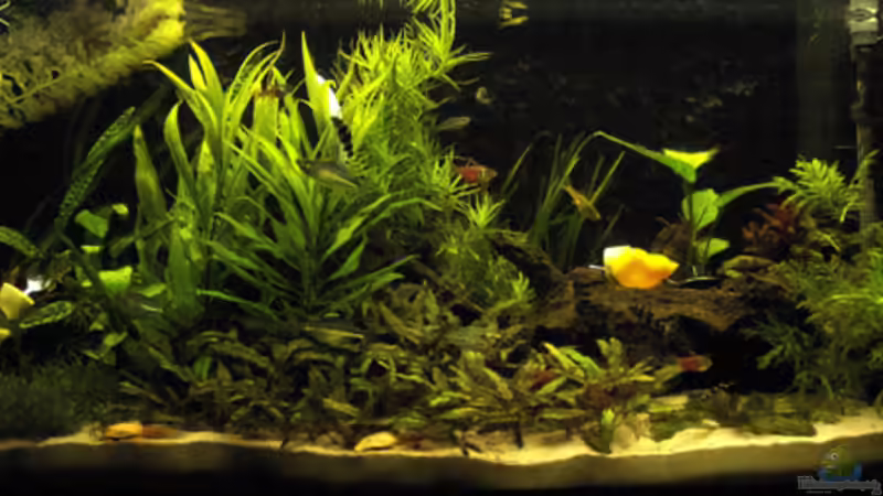 Aquarium Hauptansicht von Becken 12429 Aquarium Hauptansicht von Becken 12429