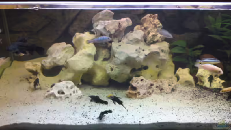 Aquarium Hauptansicht von Becken 12455 Aquarium Hauptansicht von Becken 12455