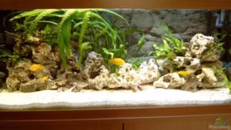 Aquarium Hauptansicht von Becken 1248 Aquarium Hauptansicht von Becken 1248