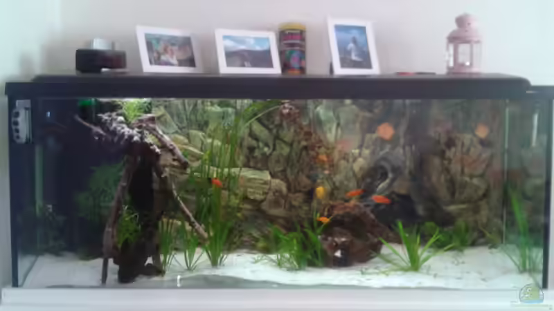 Aquarium Hauptansicht von Becken 12585 Aquarium Hauptansicht von Becken 12585