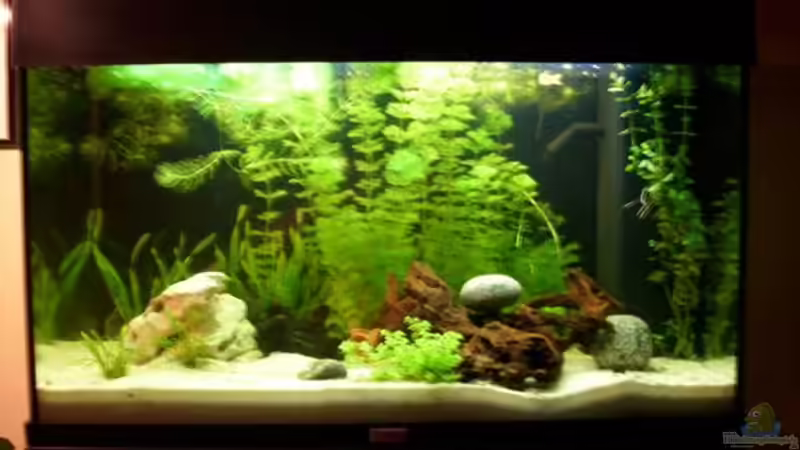 Aquarium Hauptansicht von Becken 12614 Aquarium Hauptansicht von Becken 12614