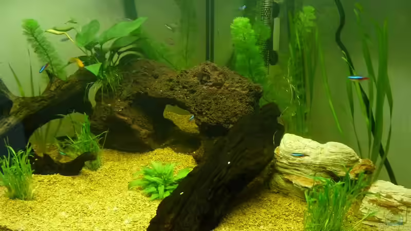 Aquarium Hauptansicht von Becken 12654 Aquarium Hauptansicht von Becken 12654