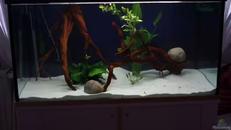 Aquarium Hauptansicht von Becken 12658 Aquarium Hauptansicht von Becken 12658