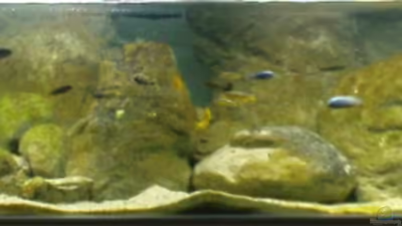 Aquarium Hauptansicht von Becken 12684 Aquarium Hauptansicht von Becken 12684