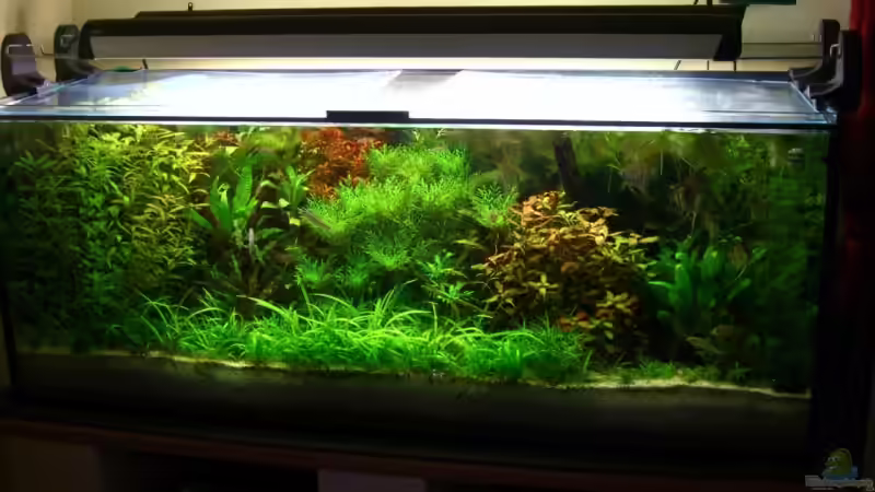 Aquarium Hauptansicht von Becken 12691 Aquarium Hauptansicht von Becken 12691