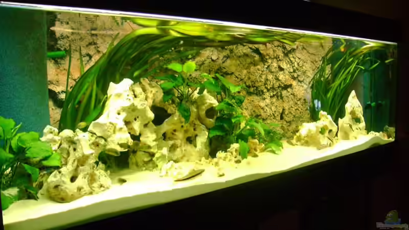 Aquarium Hauptansicht von Becken 12705 Aquarium Hauptansicht von Becken 12705