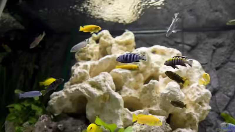 Aquarium Hauptansicht von Becken 12713 Aquarium Hauptansicht von Becken 12713