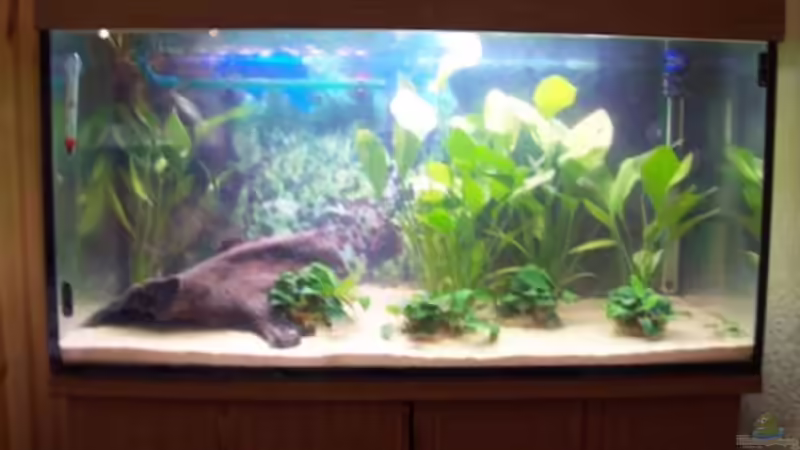 Aquarium Hauptansicht von Becken 12719 Aquarium Hauptansicht von Becken 12719